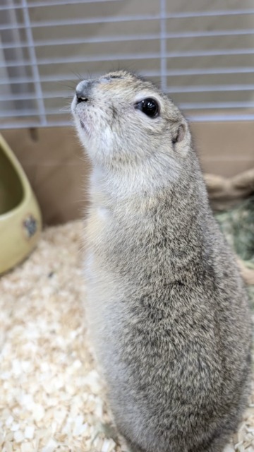 リチャードソンジリス