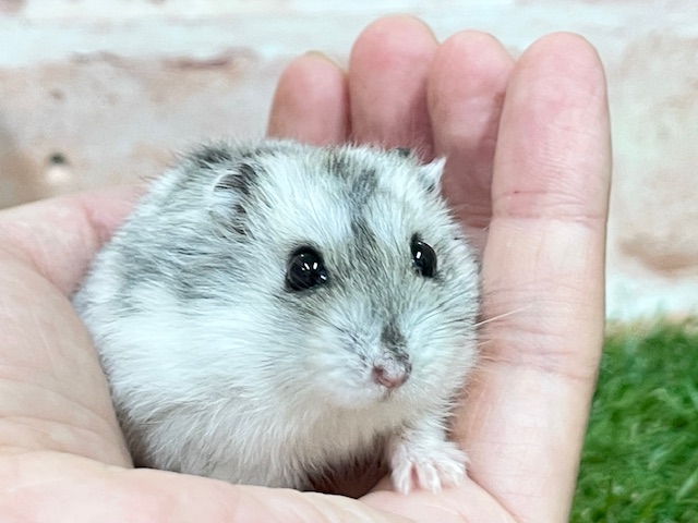 ジャンガリアン