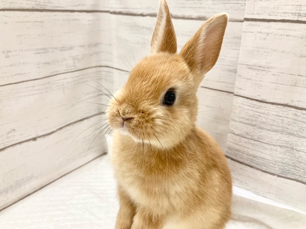 ネザーランドドワーフ