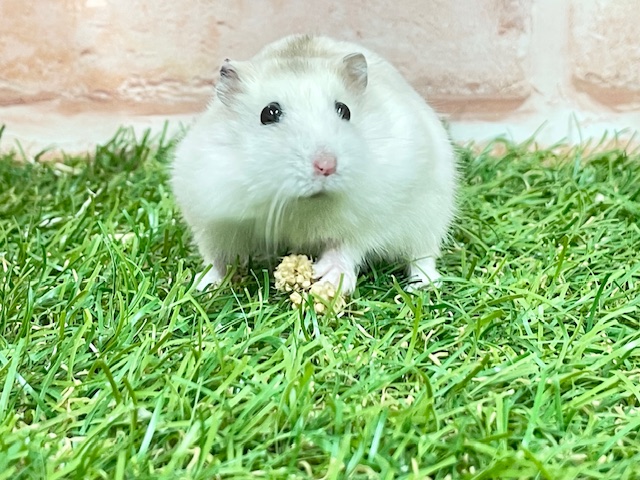 ジャンガリアン