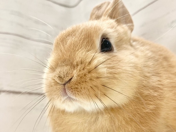 ネザーランドドワーフ