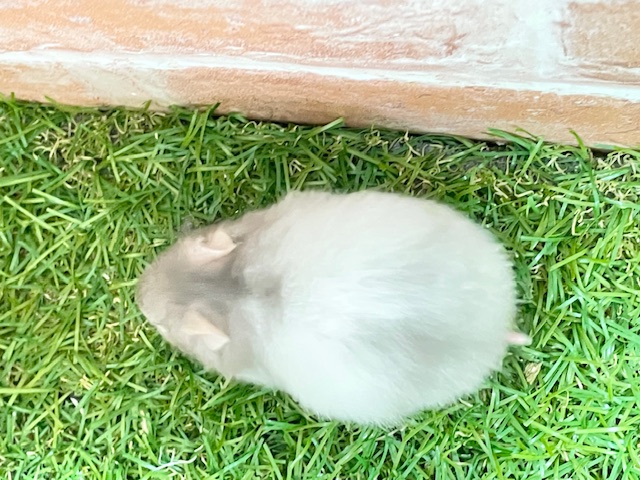 ゴールデンハムスター