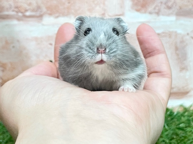 ジャンガリアン