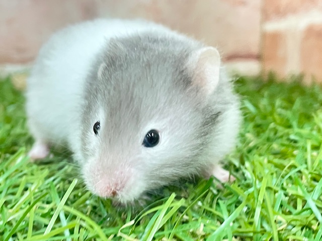 ゴールデンハムスター