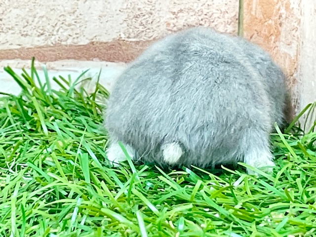 ジャンガリアン