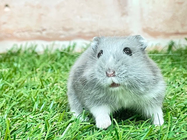 ジャンガリアン