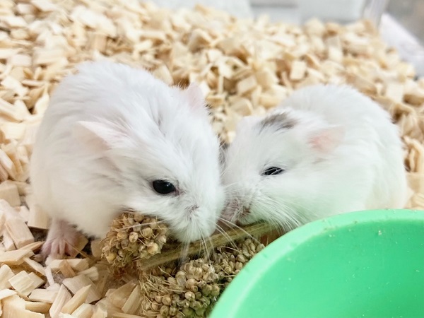 ロボロフスキーハムスター