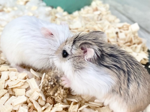 ロボロフスキーハムスター