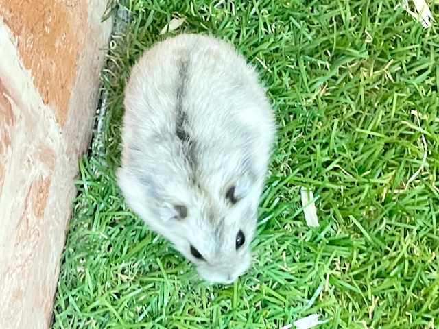 ジャンガリアン