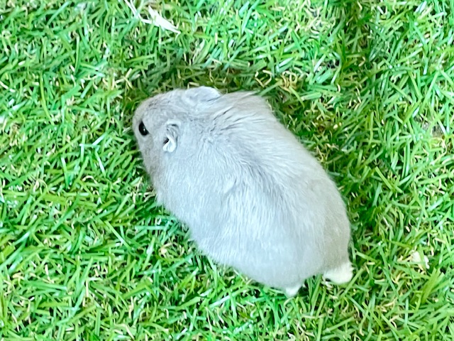 ジャンガリアン