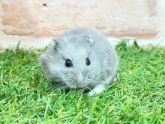 ジャンガリアン