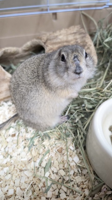 リチャードソンジリス