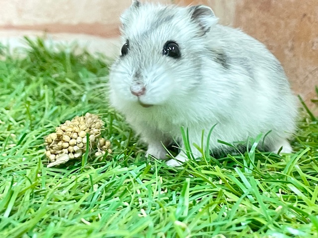 ジャンガリアン