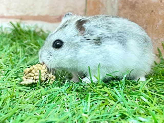 ジャンガリアン