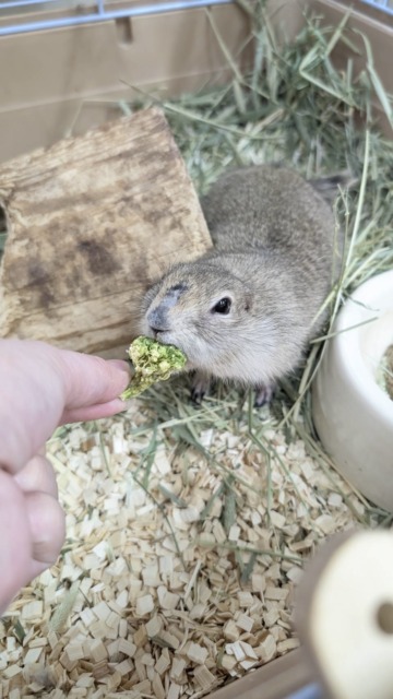 リチャードソンジリス