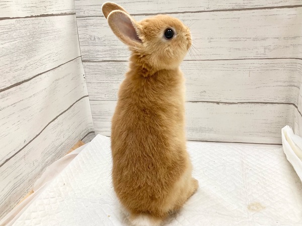 ネザーランドドワーフ