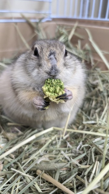 リチャードソンジリス