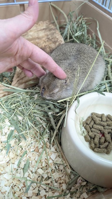 リチャードソンジリス