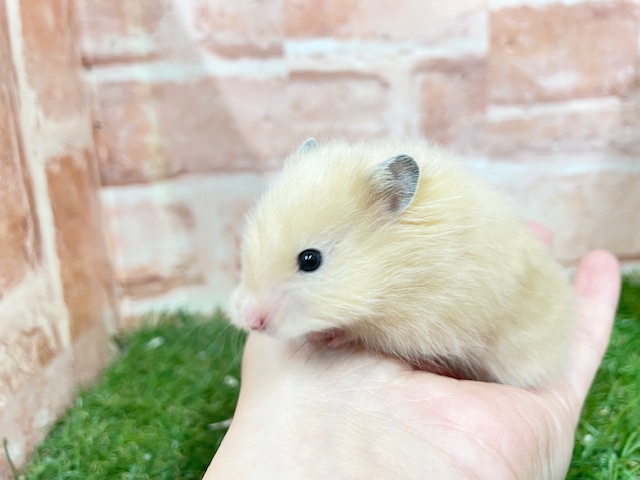 サテンハムスター