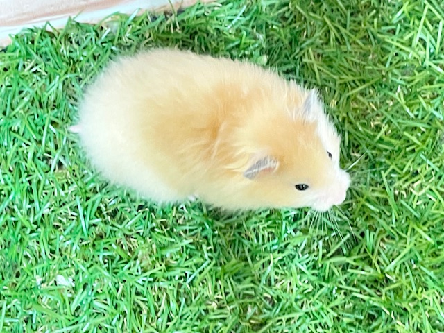サテンハムスター
