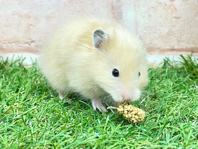 サテンハムスター