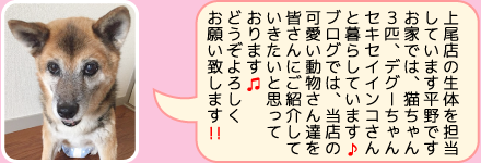 東葛ペット上尾店のスタッフ｜平野のご紹介