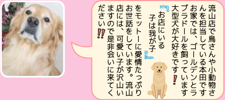 東葛ペット流山店のスタッフ｜本田のご紹介