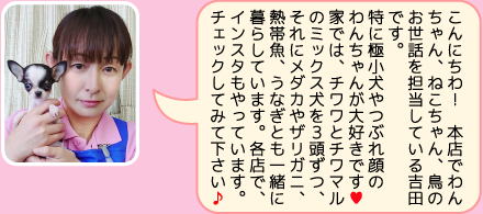 東葛ペット本店のスタッフ｜吉田のご紹介