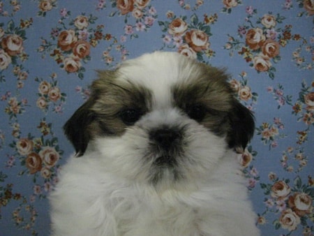 ５月10日　シーズー