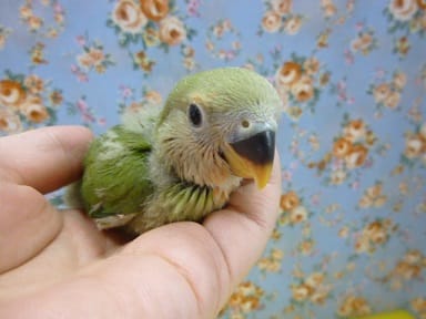 コザクラインコ　ノーマル