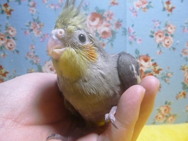 オカメインコ　ノーマル