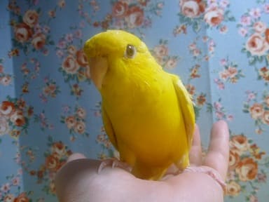 サザナミインコ　ルチノー