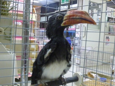 カンムリコサイチョウ