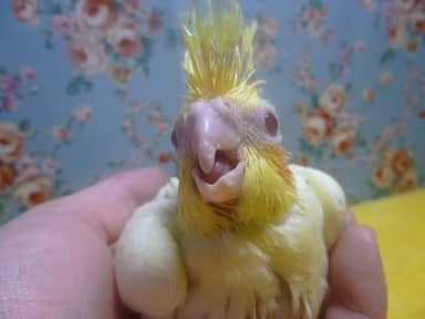 オカメインコ　ルチノー