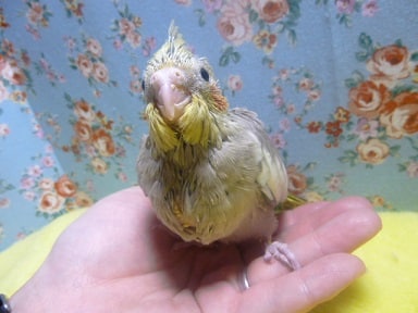 オカメインコ　シナモン