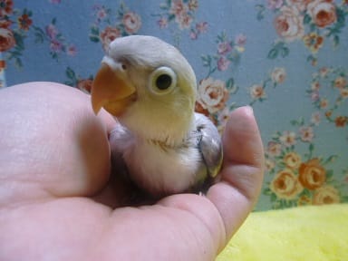 ボタンインコ　ホワイト