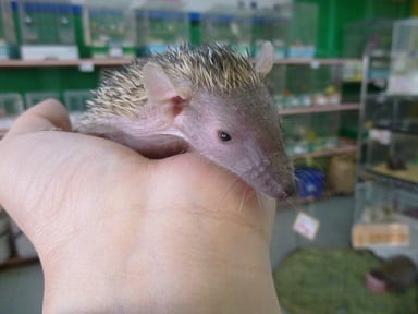 ヒメハリテンレック