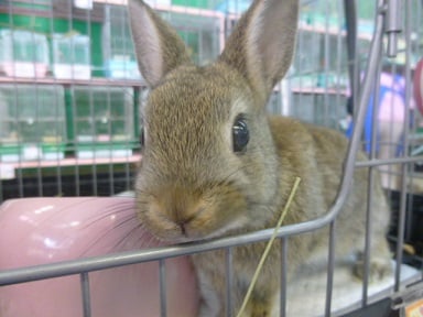 ドワーフラビット　チェスナットの女の子