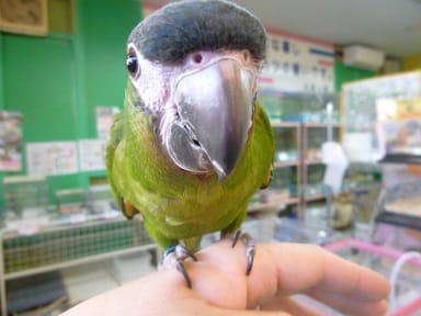 コミドリコンゴウインコ