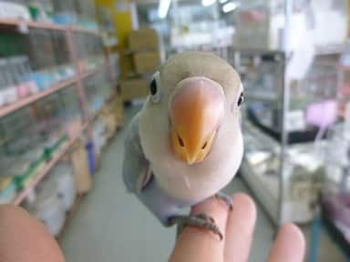 ヒナ餌卒業　手乗りボタンインコ　ホワイト