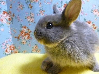 ドワーフラビット　ブルーオター