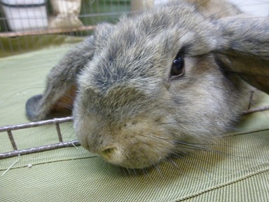 フレンチロップの広場