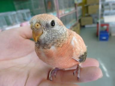 手乗りローズアキクサインコ