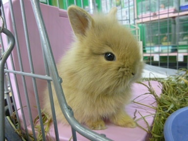 ライオンラビット　フォーン