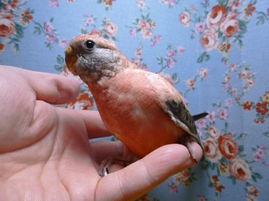手乗りローズアキクサインコ