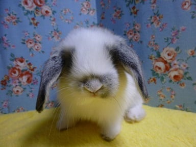 ロップイヤーラビット　ブルーブロークン