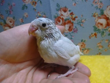 手乗りマメルリハ　アメリカンホワイトの女の子