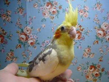 手乗りオカメインコ　パイド　男の子