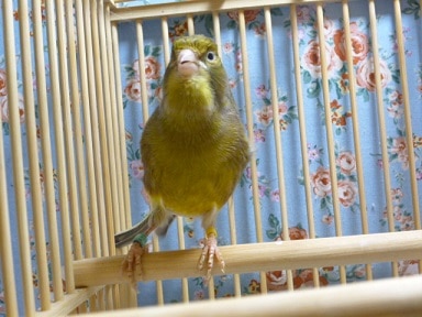 ﾛｰﾗｰカナリア　メス