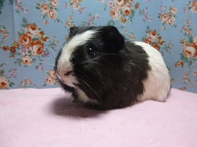 モルモット　シェルティの男の子